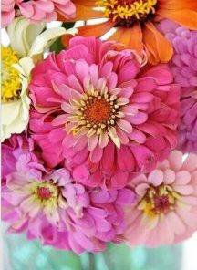 Zinnia Flowers Paint By Numbers