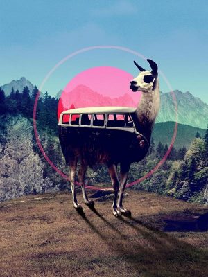 llama Car Paint By Numbers