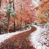 Beautiful Winter Forest Paint By Numbers