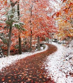 Beautiful Winter Forest Paint By Numbers