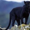 Black Panther In The Wild Paint By Numbers