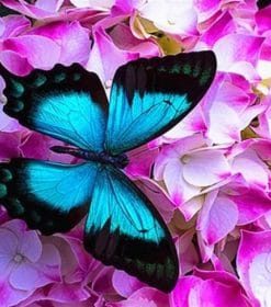 Blue Butterfly On Roses Paint By Numbers