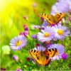 Butterfly on Flowers Paint By Numbers