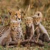 Cheetahs In Wild Paint By Numbers