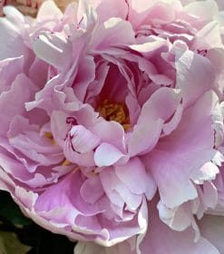 Common Peony Paint By Numbers