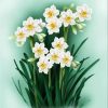 Daffodil Flowers Paint By Numbers