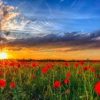 Field With Red Poppies Paint By Numbers