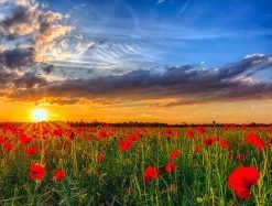 Field With Red Poppies Paint By Numbers