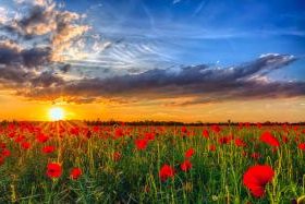 Field With Red Poppies Paint By Numbers