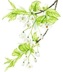 Flower Branch Paint By Numbers