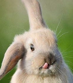 Funny Rabbit Tongue Paint By Numbers