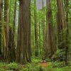 Giant Redwood Trees Paint By Numbers