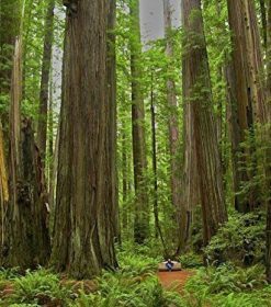 Giant Redwood Trees Paint By Numbers