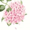 Gorgeous Pink Flowers Paint By Numbers