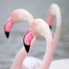 Greater Flamingo Birds Paint By Numbers