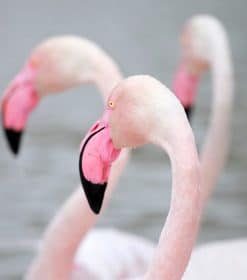 Greater Flamingo Birds Paint By Numbers