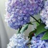 Happily Hydrangea Paint By Numbers