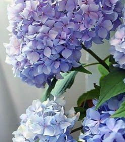 Happily Hydrangea Paint By Numbers