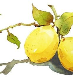 Lemons Still Life Paint By Numbers