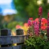 Lupine Flowers Paint By Numbers