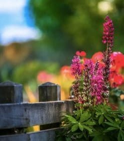 Lupine Flowers Paint By Numbers