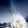 Night White Rose Paint By Numbers