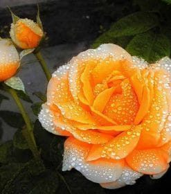 Orange Roses Paint By Numbers