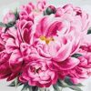 Peony Collection Flowers Paint By Numbers