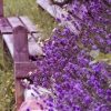 Purple Flowers Next to The Chair Paint By Numbers