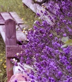 Purple Flowers Next to The Chair Paint By Numbers