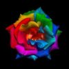 Rainbow Rose Paint By Numbers