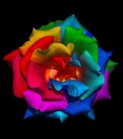 Rainbow Rose Paint By Numbers