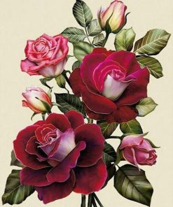 Rose Red Flowers Paint By Numbers