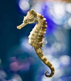 Seahorses In The Ocean Paint By Numbers