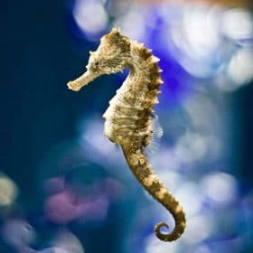 Seahorses In The Ocean Paint By Numbers