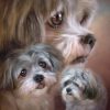 Shih Tzu Dogs Paint By Numbers