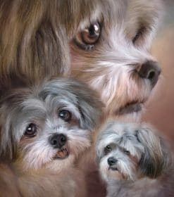 Shih Tzu Dogs Paint By Numbers