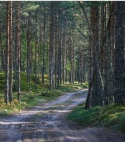 Spruce Fir Forests Paint By Numbers