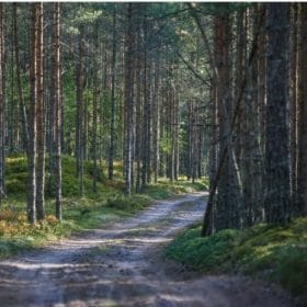 Spruce Fir Forests Paint By Numbers