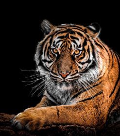 Strong Bengal Tiger Paint By Numbers