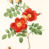 Austrian Briar Vintage Rose NEW Paint By Numbers