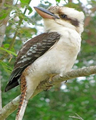 Kookaburra NEW Paint By Numbers