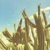 San Pedro Cactus NEW Paint By Numbers