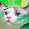Cute Kitty NEW Paint By Numbers