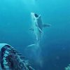 Shark Follows Its prey NEW Paint By Numbers