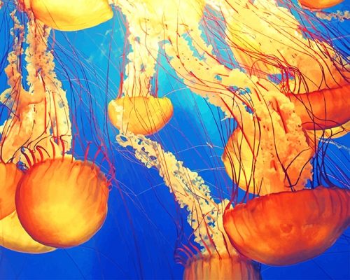 Jellyfish Illustration NEW Paint By Numbers