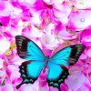Gorgeous Blue Butterfly NEW Paint By Numbers