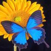 Blue Butterfly And A Sunflower NEW Paint By Numbers
