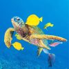 Sea Turtle And Fishes NEW Paint By Numbers