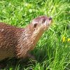 Brown Otter On Green Grass NEW Paint By Numbers